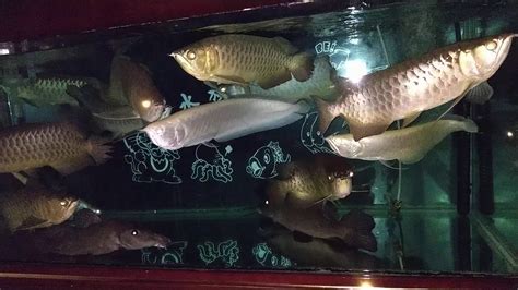 可與龍魚混養的魚